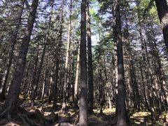 -芦芽山旅游度假区