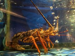 -陶陶居·雅园(凯华国际店)