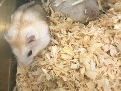 -悠尼宠物·独立低压伊珊娜洗护·美容·寄养(兰谷路店)