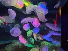 -太平洋海底世界