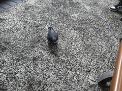 -利强记北角鸡蛋仔(弥敦道店 )