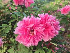 -洛阳市隋唐城遗址植物园