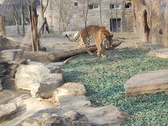 -北京野生动物园