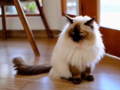 -有猫主题·治愈系猫咖(曾厝垵店)