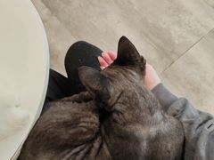 -楼上猫咖(罗湖店)