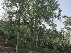 -中山市树木园