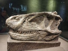 -自贡恐龙博物馆