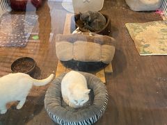 -苏州艺都古玩花鸟市场