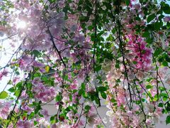 -深圳国际园林花卉博览园