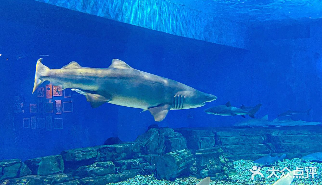 🐬逛浪漫海洋公园，看梦幻飞天游✨