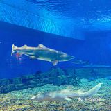 🐬逛浪漫海洋公园，看梦幻飞天游✨