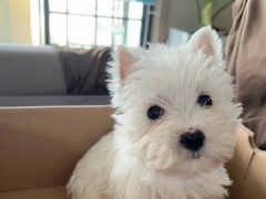 -萌宠之家·腊肠犬·马尔泰·小体犬舍