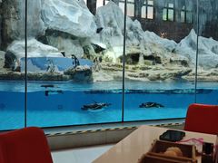 -帝企鹅自助餐厅•儿童岛•真企鹅(长隆企鹅酒店)