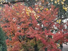 -三里屯东五街银杏大道