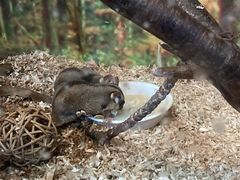 -上海大自然野生昆虫馆(东方明珠·爬宠昆虫探索中心)