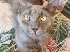 -平行世界·猫咖(首经贸店)