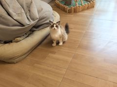 -唐小姐の私宠·宠物洗护美容·撸猫馆·购宠(周浦万达旗舰店)