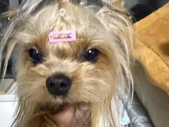 -久久宠物(河东万达店)