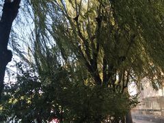 -团结湖公园