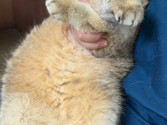 -爱派特动物医院·全科诊疗中心