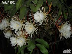 -上海外国语大学(虹口校区)
