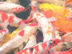 -宁波杭州湾国家湿地公园