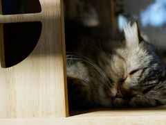 -平行世界·猫咖(首经贸店)