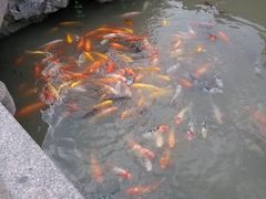 android_upload_pic-檀园