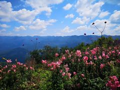 -武陵山森林公园