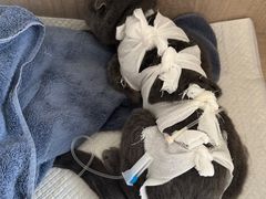 -北京观赏动物医院·24小时大型综合·猫专科·异宠专科