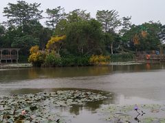 -大湾区中央湿地公园