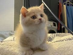 -欣宠猫屋·矮脚拿破仑·蓝金金渐层