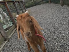 -前小桔亲子创意农场·草莓采摘·露营烧烤