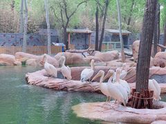 -北京野生动物园