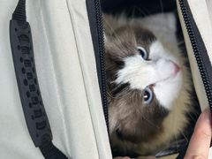 -纳吉亚猫专科动物诊疗中心(蒋宅口分院)