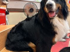 -和它·交个朋友·狗咖猫咖(爱琴海店)
