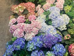-双季花艺园艺市场(浦东店)