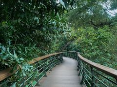 -深圳仙湖植物园