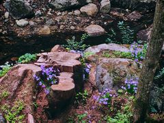 -牛背梁国家森林公园