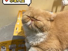 -滚猫咖啡·猫咖·猫友好撸猫(未来城店)