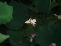 -长田漾湿地公园