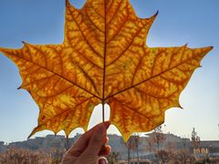 -小凤庭·地道湖北菜武昌鱼·藕汤(38年黄鹤楼店)