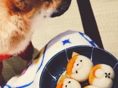 -逗柴咖啡屋·狗咖猫咖宠物桌游