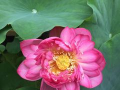 -陈家山荷花公园
