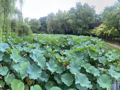 -洛阳市隋唐城遗址植物园