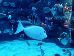 -海合安成都极地海洋公园