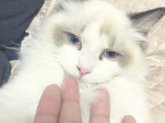 -猫大福·Fortune Cat猫舍(百子湾店)