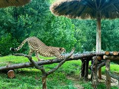 -北京野生动物园