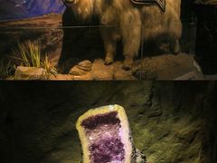 -正佳自然科学博物馆