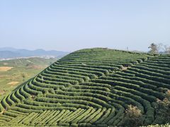 -龙坞茶村